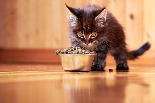Understanding Kitten Nutrition